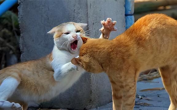 宠物猫繁殖怎么养活它们