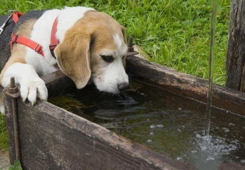狗狗一天喂多少水