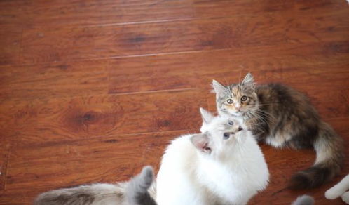 怎么宠物猫是否健康