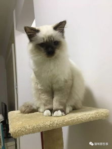 怎么让宠物猫出门