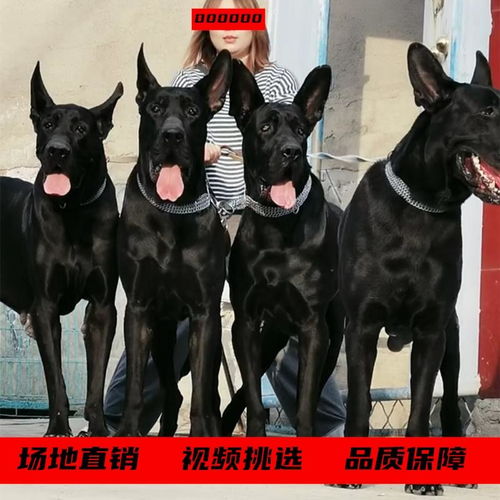 黑狼犬价格多少钱
