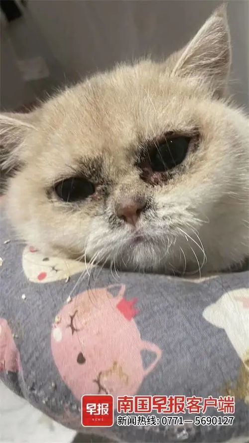 小红书上怎么买宠物猫