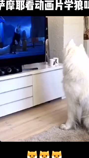 宠物狗看见狼就叫怎么办