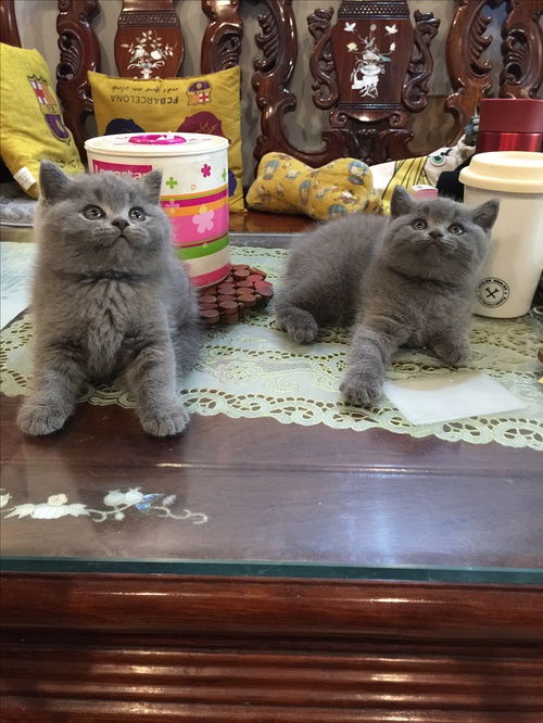 宠物猫怎么打蓝猫疫苗