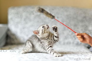 猫把宠物狗打出血怎么办