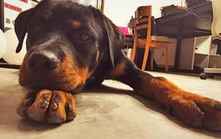 罗威纳成犬吃多少