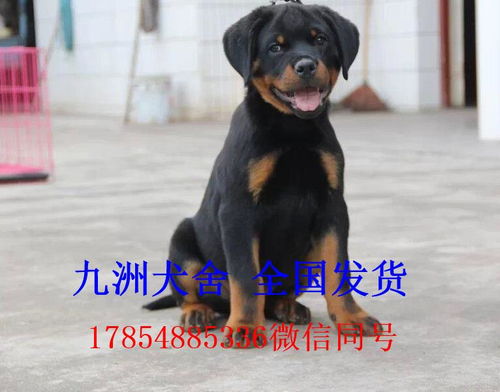 罗威纳犬多少钱一只