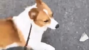 给宠物狗擦尿怎么擦好一点