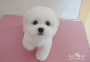 宠物狗零食馒头怎么做