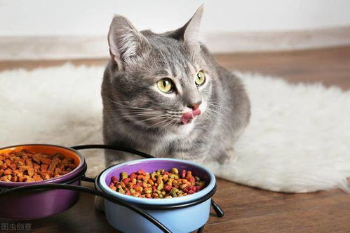 养宠物猫老是吐是怎么回事