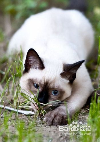 爱豆宠物猫瘟怎么治疗的