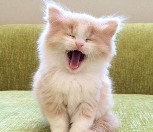 怎么获得猫咪的宠物猫