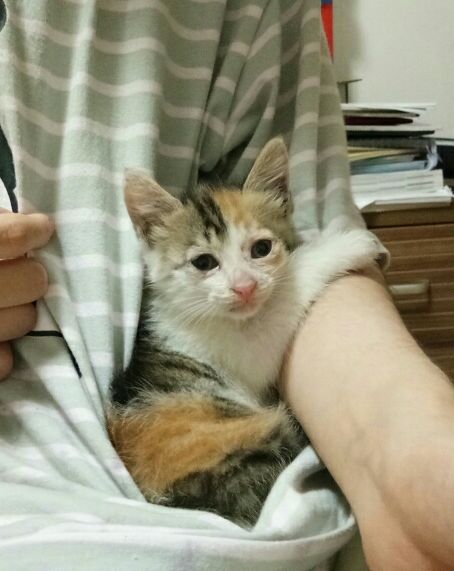 宠物猫小三花怎么养的好