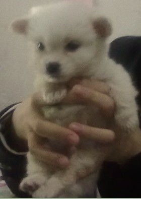 宠物狗站起来走路不稳怎么回事