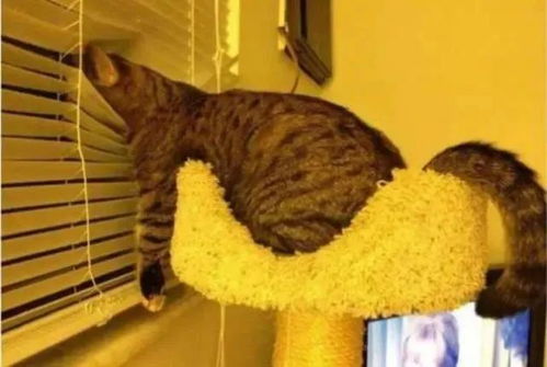 怎么编织宠物猫衣服