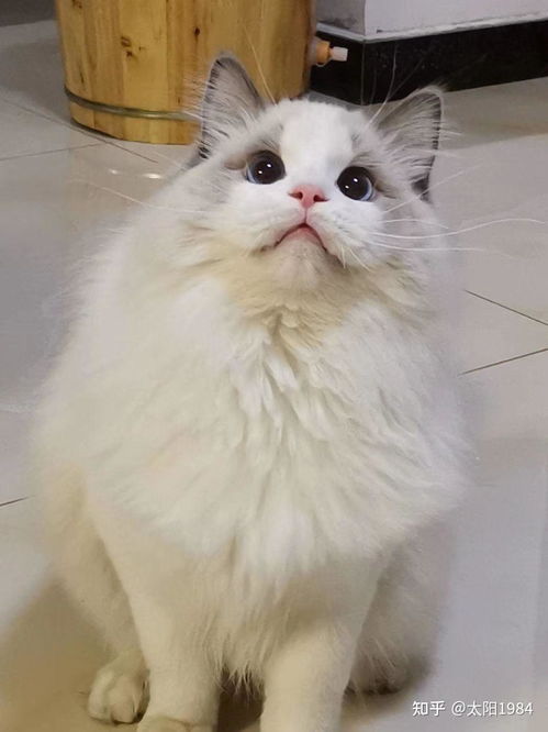 宠物级布偶猫多少钱
