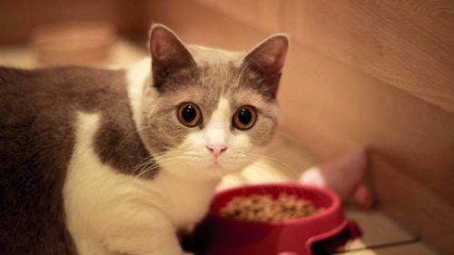 宠物猫总喜欢叫吗怎么办