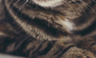 宠物猫挂画怎么挂的