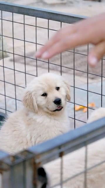 怎么领免费的小宠物狗呢