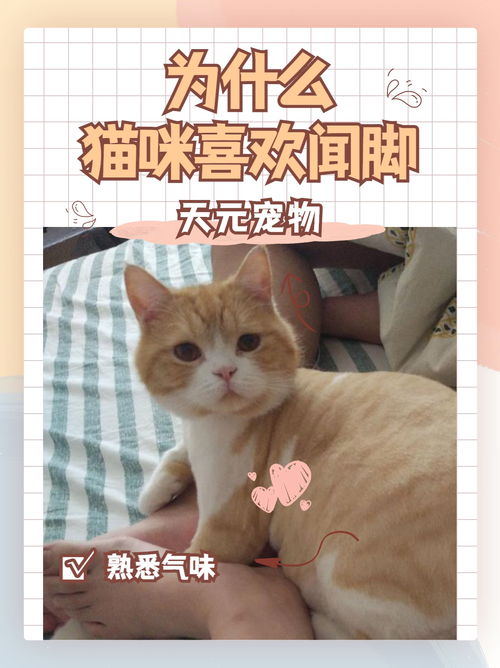 宠物猫闻臭脚会怎么样吗