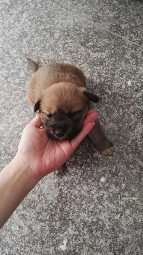 宠物狗仔怎么去养好看呢