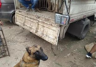 宠物狗被卖给狗肉怎么办