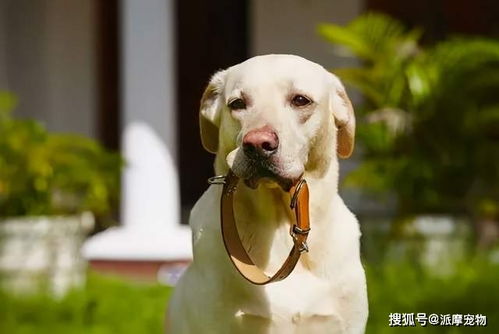 给宠物狗做项圈怎么做