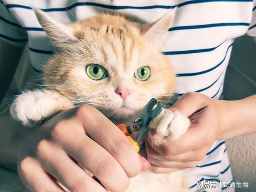 宠物猫窝怎么消毒