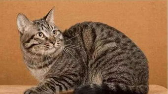 狸花猫多少钱一只