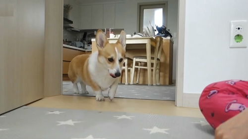 萌宠宠物狗零食怎么做好吃