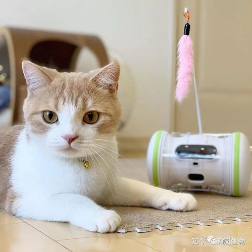 宠物猫怎么独处的生活
