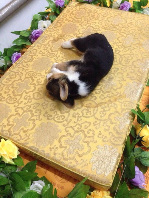 宠物猫怎么下葬的