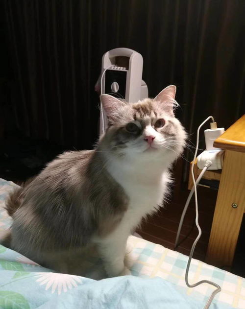 宠物猫粮怎么用好一点的