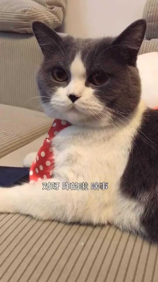 用纸怎么养宠物猫