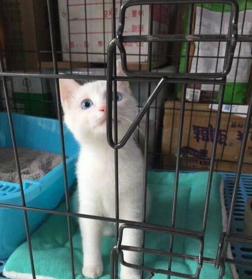 小宠物猫笼子怎么选购