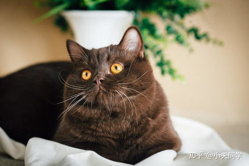 宠物猫怎么分辨毛色