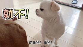 小宠物狗不听话怎么办