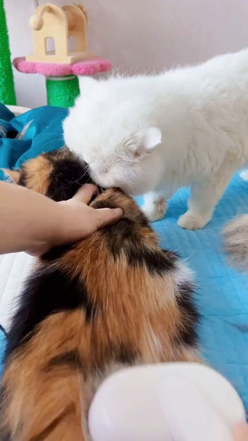 宠物猫怎么打理毛毛