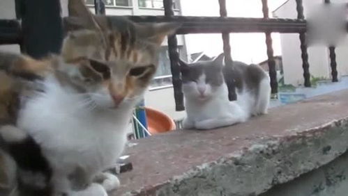 宠物猫怎么认路人