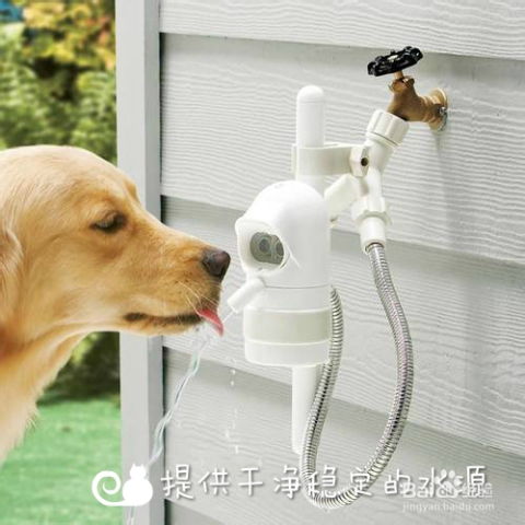 怎么求救宠物猫狗呢
