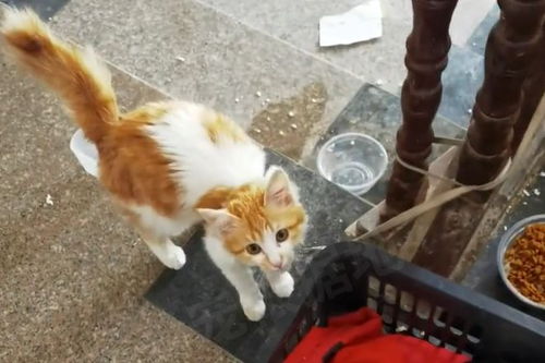 宠物猫怎么拴养