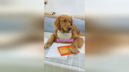 宠物狗吃了辣条怎么办