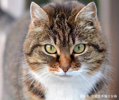 宠物猫怎么不猫叫