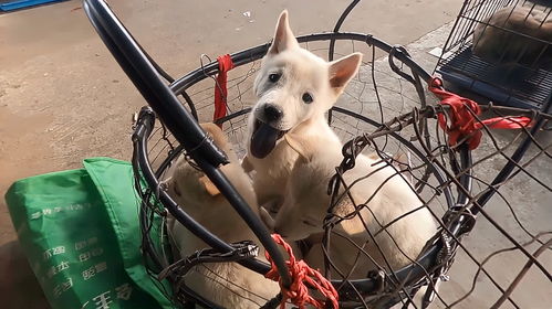 想买条小宠物狗怎么办