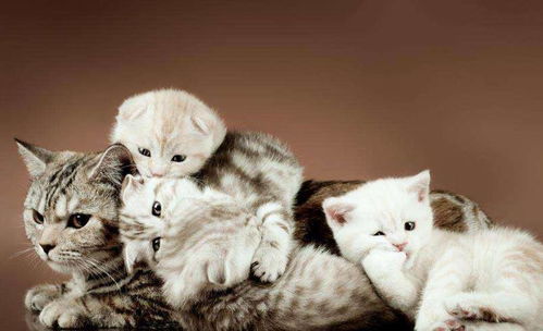 宠物猫怎么生小猫
