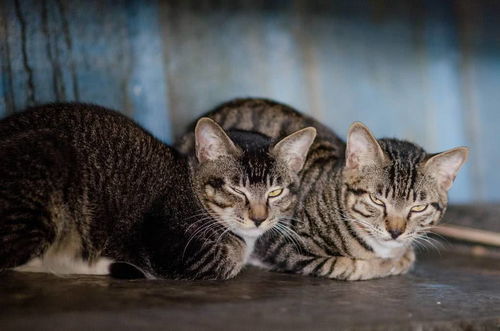 人类怎么教宠物猫
