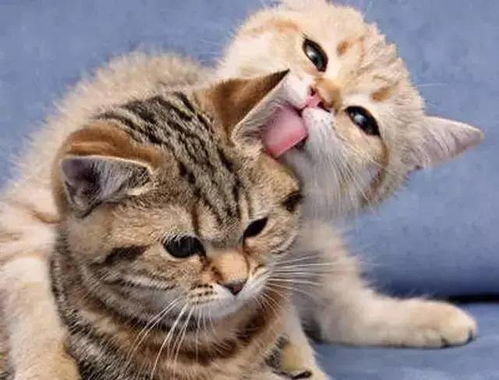 怎么才能养两只宠物猫呢