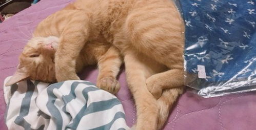 流浪猫伤宠物狗吗怎么办
