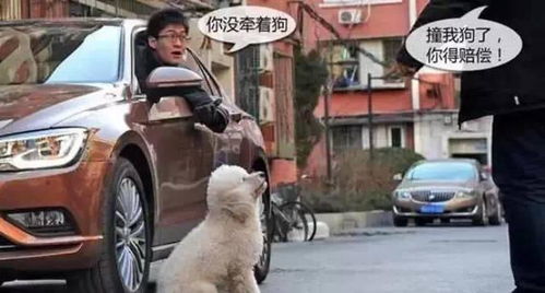 车撞向宠物狗会怎么样