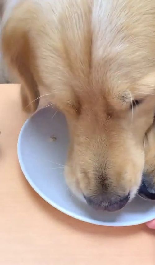 萌宠宠物狗零食怎么做